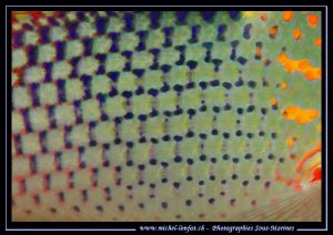 Details of a fish... ;O)... by Michel Lonfat 